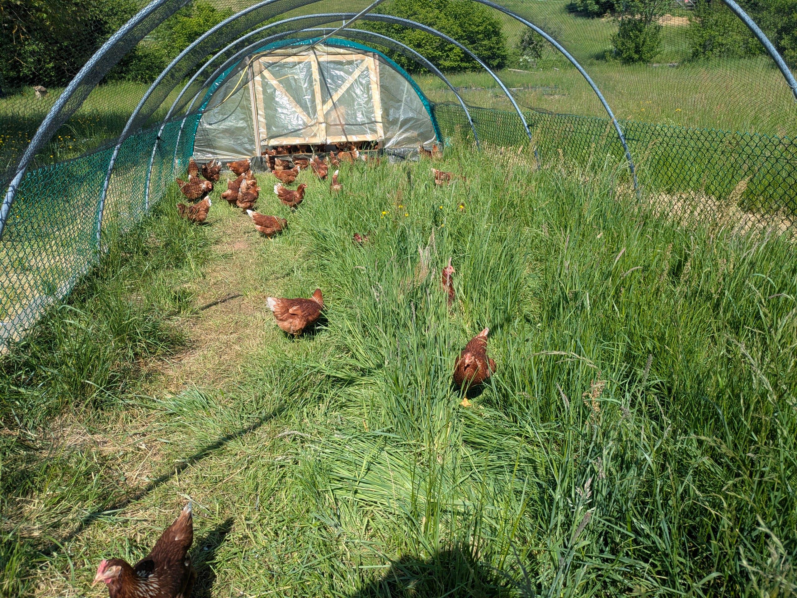 Poules sur prairie à Saint-Laurent-d'Oingt