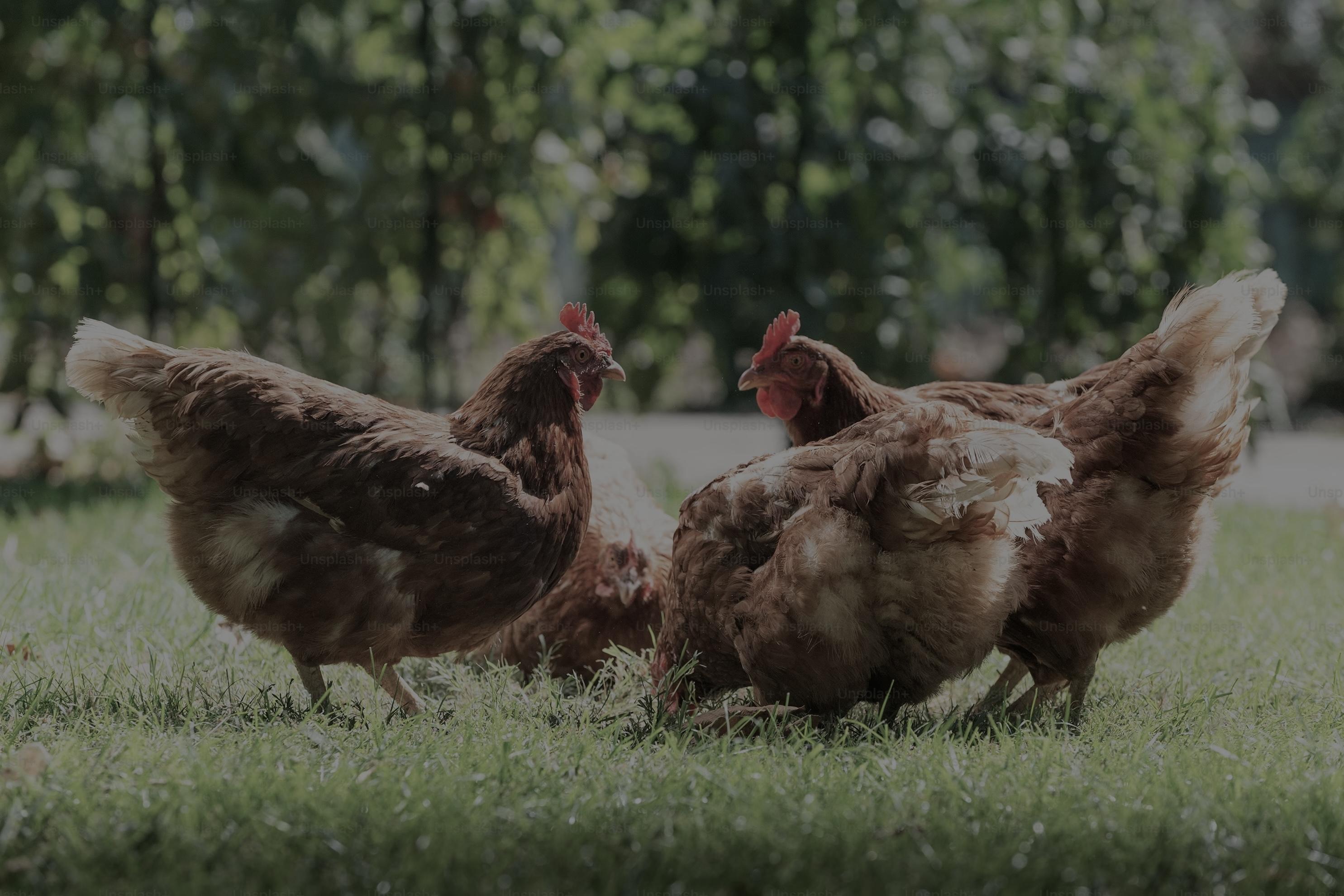 Club Goliath — Ferme avicole